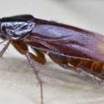 A barata radioativa que sobreviveu a testes nucleares