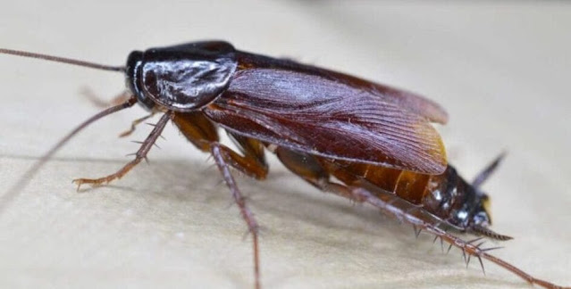 A barata radioativa que sobreviveu a testes nucleares