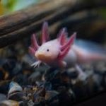 Axolote: O Monstro Aquático que Nunca Cresce