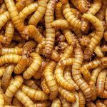 O futuro da padaria pode ser mais crocante do que você imagina.