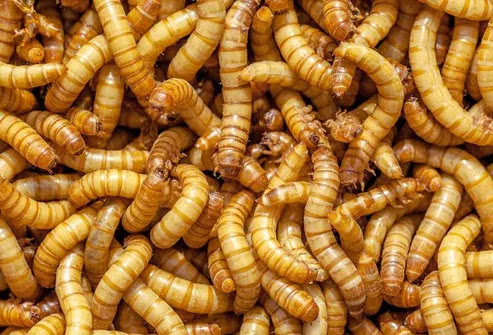 O futuro da padaria pode ser mais crocante do que você imagina.