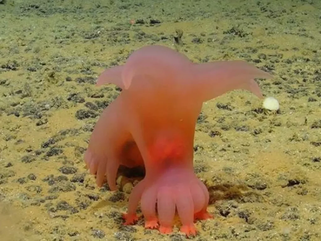 O Incrível Mundo dos Animais que Parecem Alienígenas