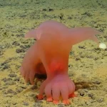 O Incrível Mundo dos Animais que Parecem Alienígenas