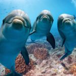 O dia em que a União Soviética treinou golfinhos espiões