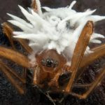 O fungo que transforma insetos em zumbis