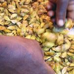 Cheiro duvidoso, nutrição garantida