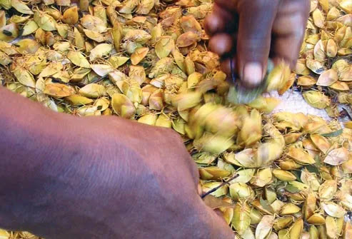 Cheiro duvidoso, nutrição garantida