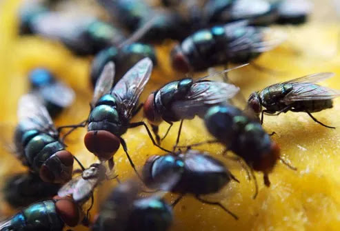 Quando o gourmet encontra o improvável.
